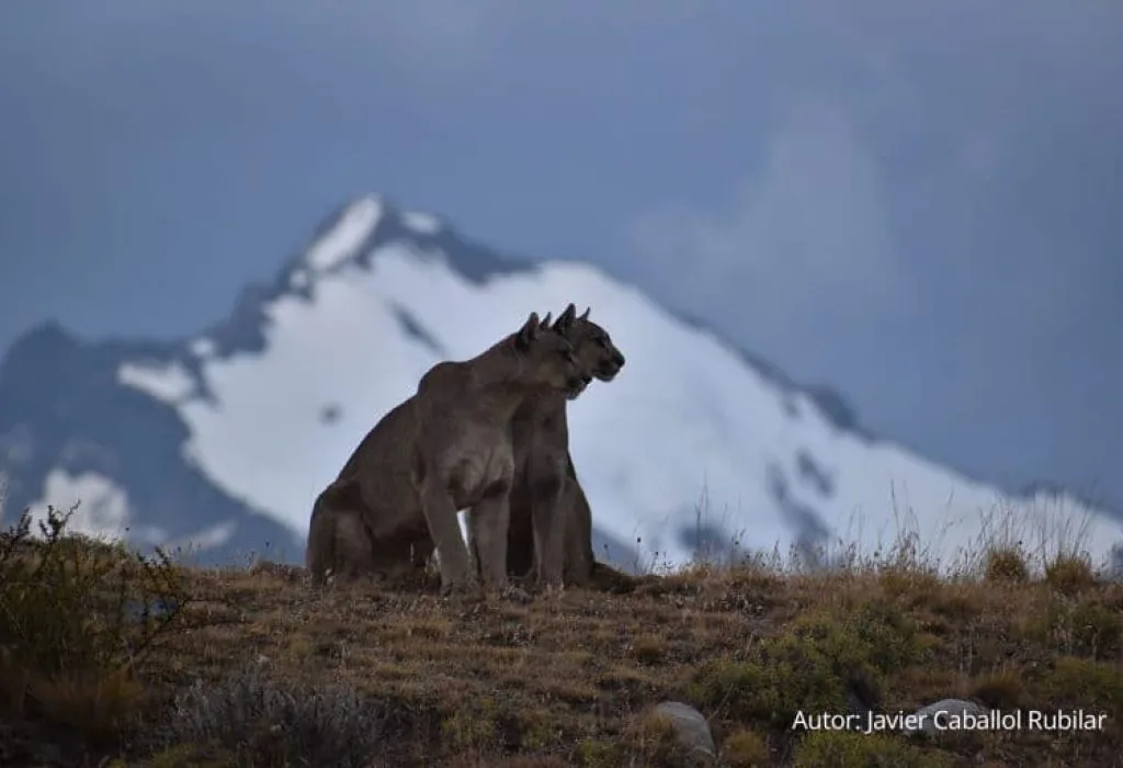 Puma Tracking en Torres del Paine